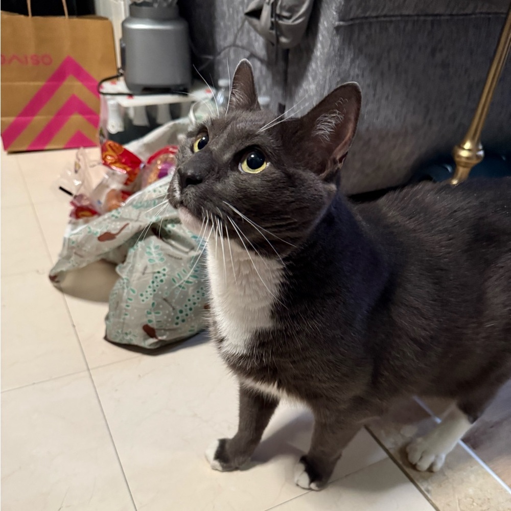 Funds for Sushi 🍣 and Beerus 🐈‍⬛ - Picture 10 of 13